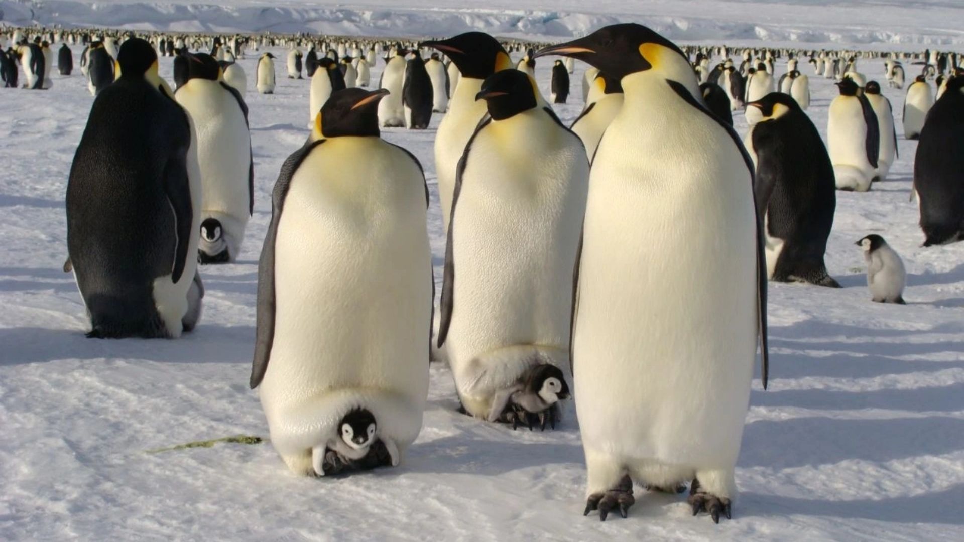 Un amplio grupo de pingüinos