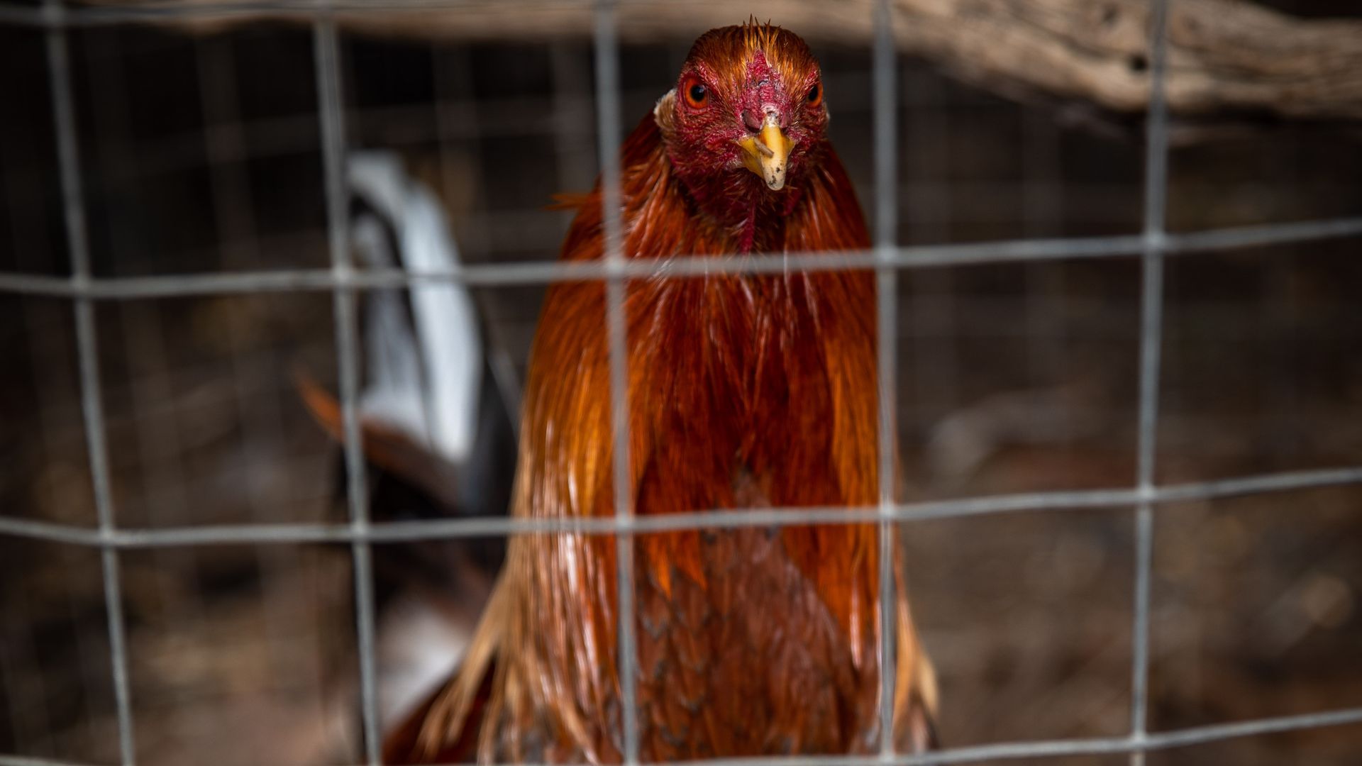 Detenido por poseer y maltratar a 19 gallos de pelea en Crevillent