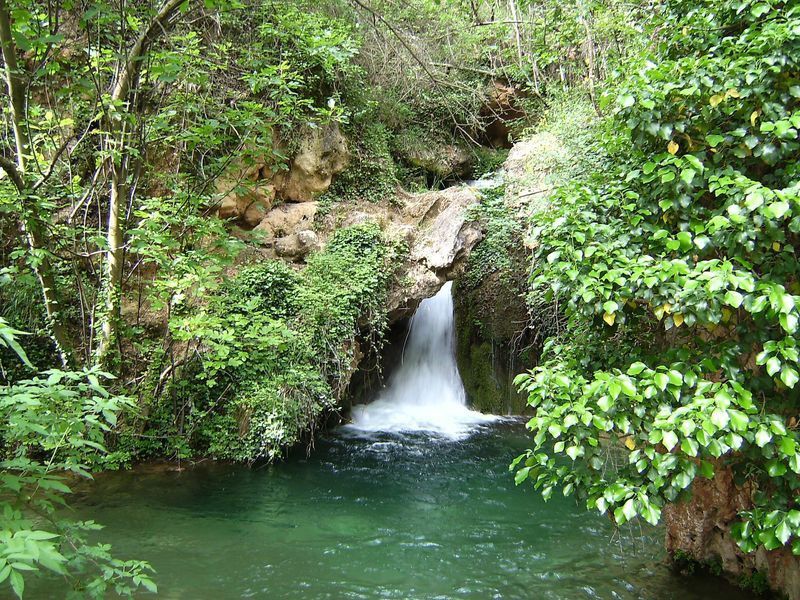 El Sabinar de las Blancas, en Valencia, elegido Bosque del Año en España 2026