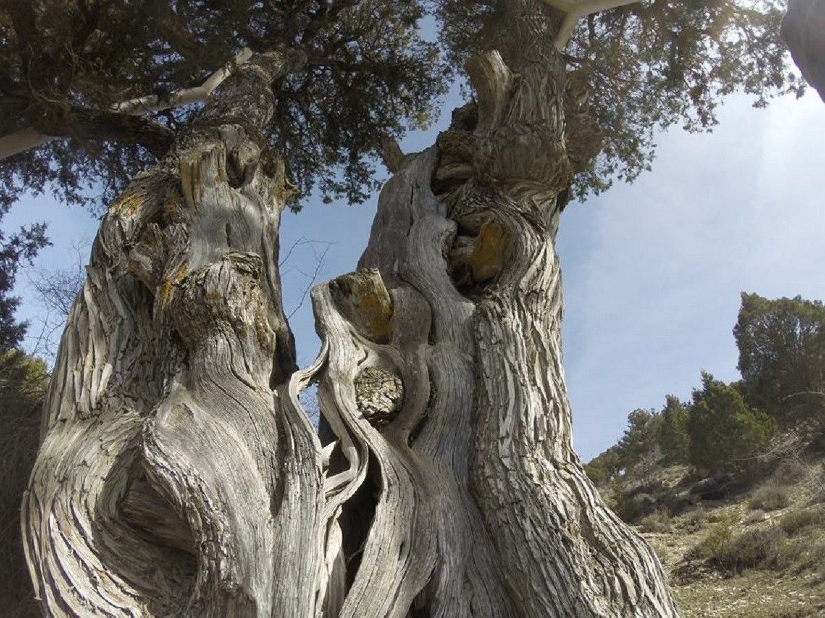 El Sabinar de las Blancas, en Valencia, elegido Bosque del Año en España 2026