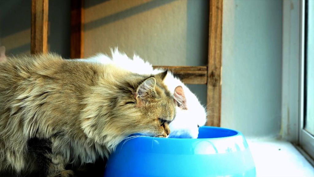 P301- Hidratación de los gatos, salud bucodental y acupuntura Iumiuky Temporada 3 Programa 301