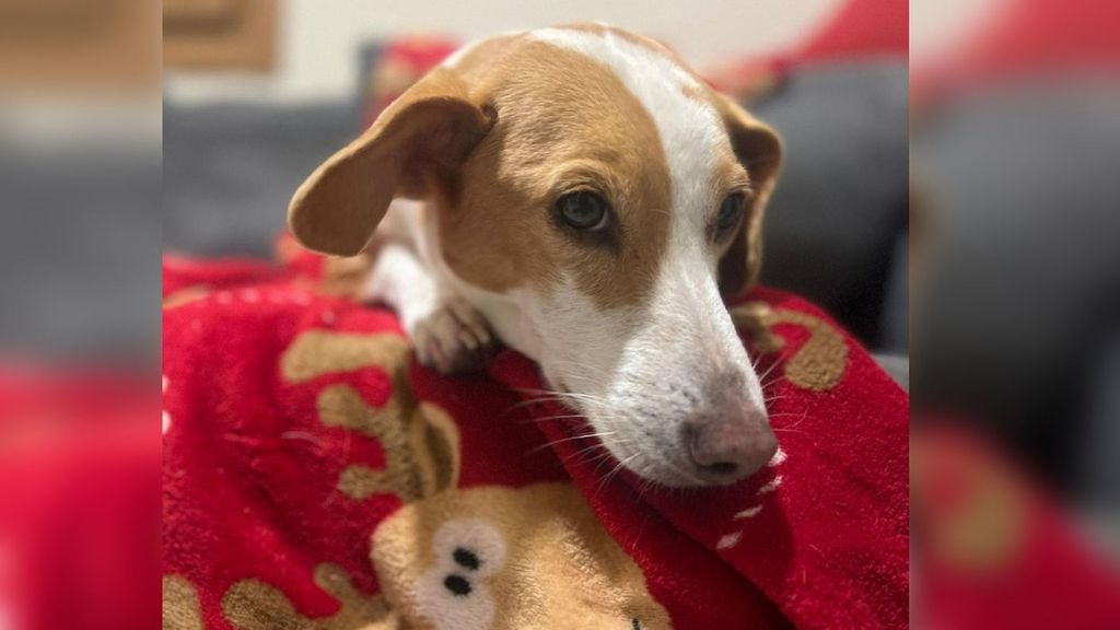 Buscan a Maty, una perra que lleva desaparecida desde el pasado 31 de diciembre en Pontevedra