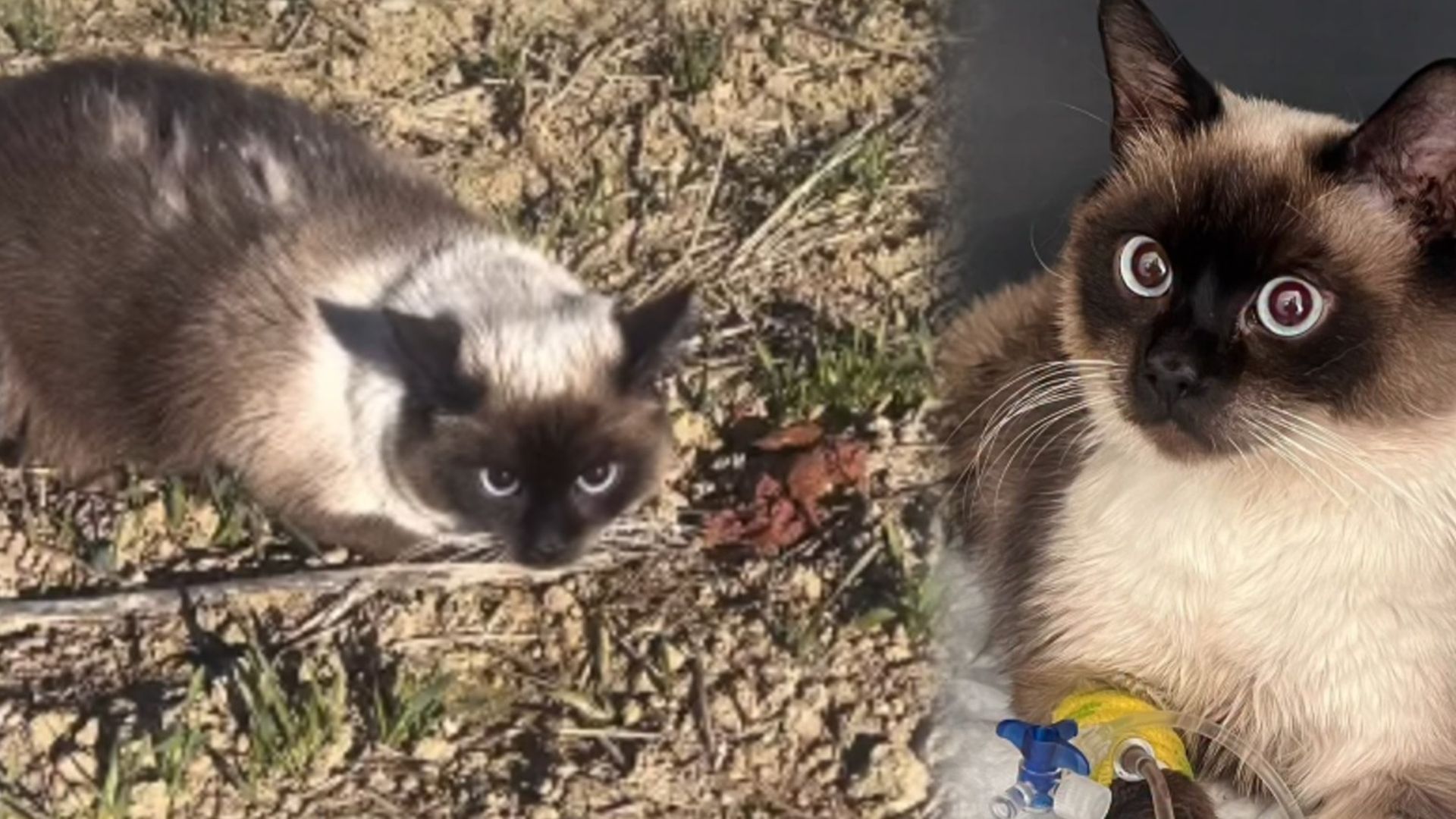 Denuncian el abandono de dos gatos drogados con bezodiacepinas en un descampado en Huesca: "No sabemos quién lo hizo"