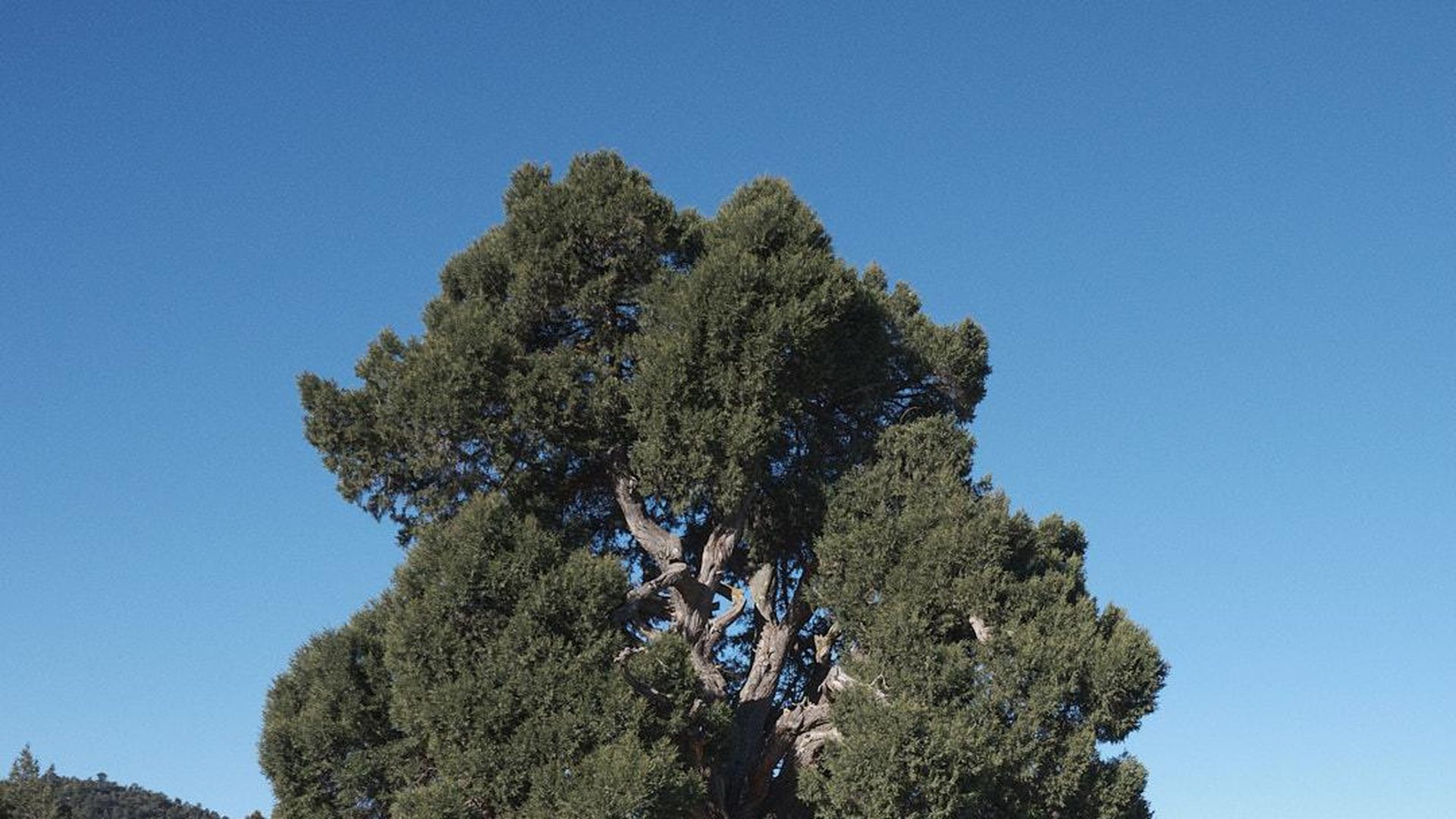 El Sabinar de las Blancas, en Valencia, elegido Bosque del Año en España 2026