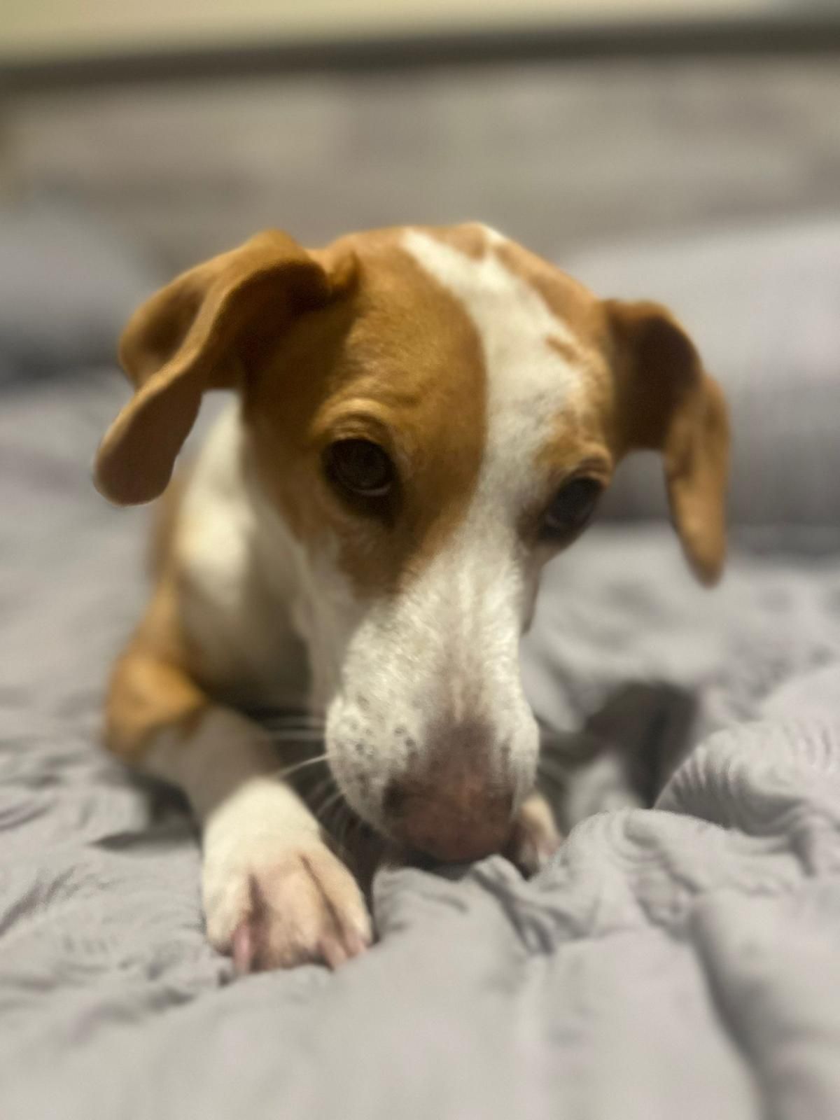 La perra Maty está desaparecida desde el pasado 31 de diciembre en Vilaboa, Pontevedra