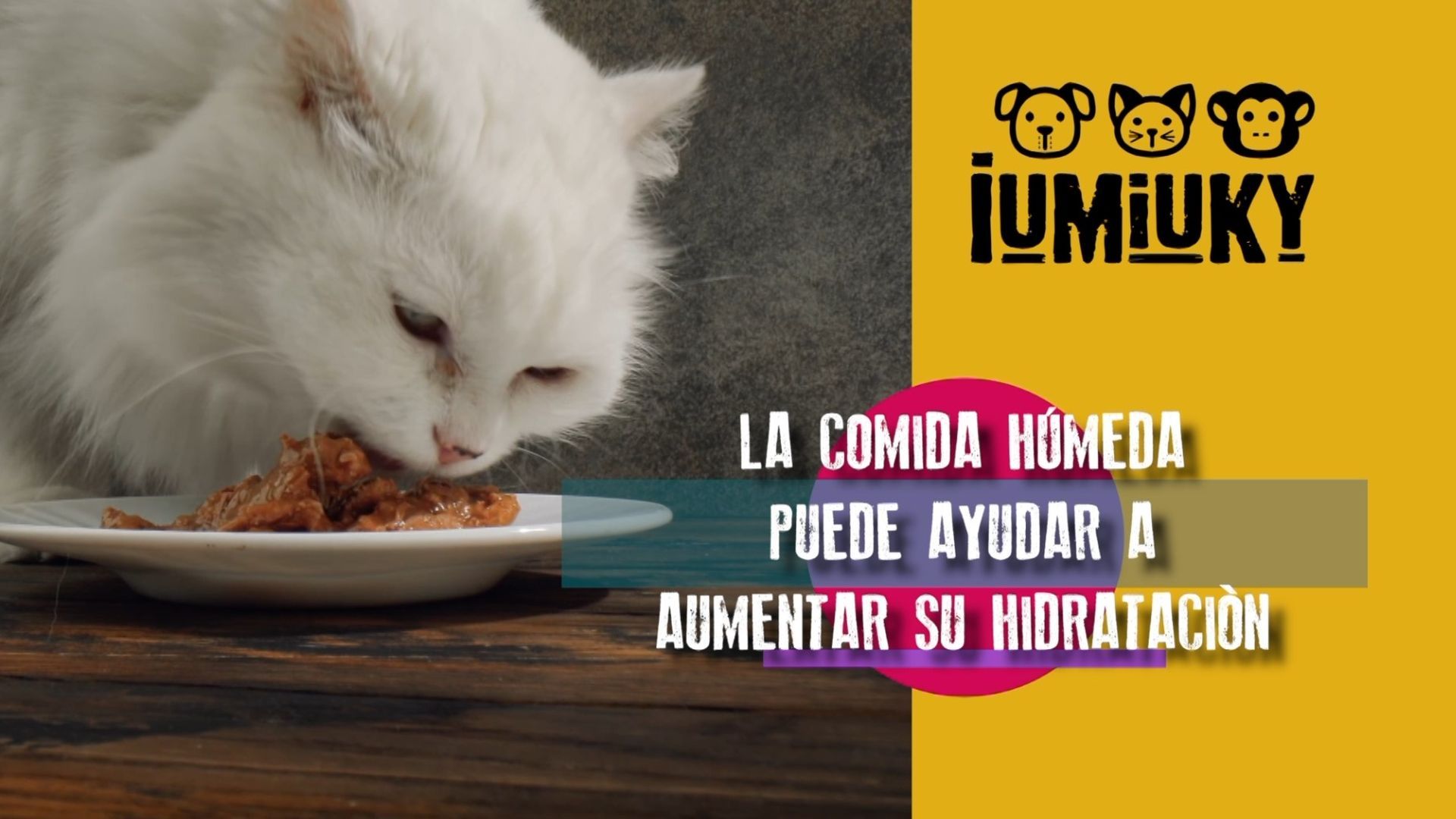 Cómo ayudar a hidratar a nuestros gatos