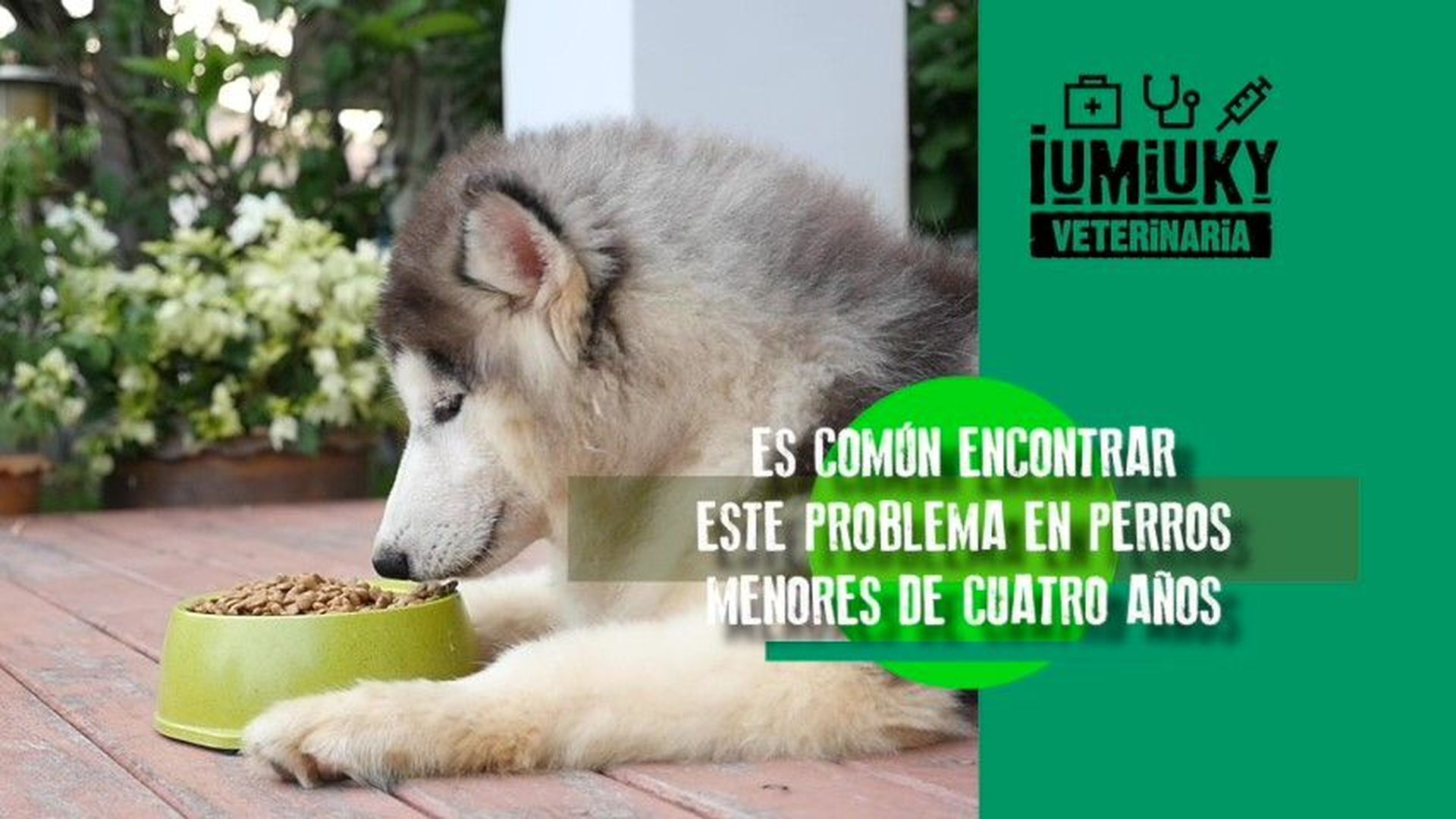 Magnetoterapia en perros y otros animales Magnetoterapia en perros y otros animales