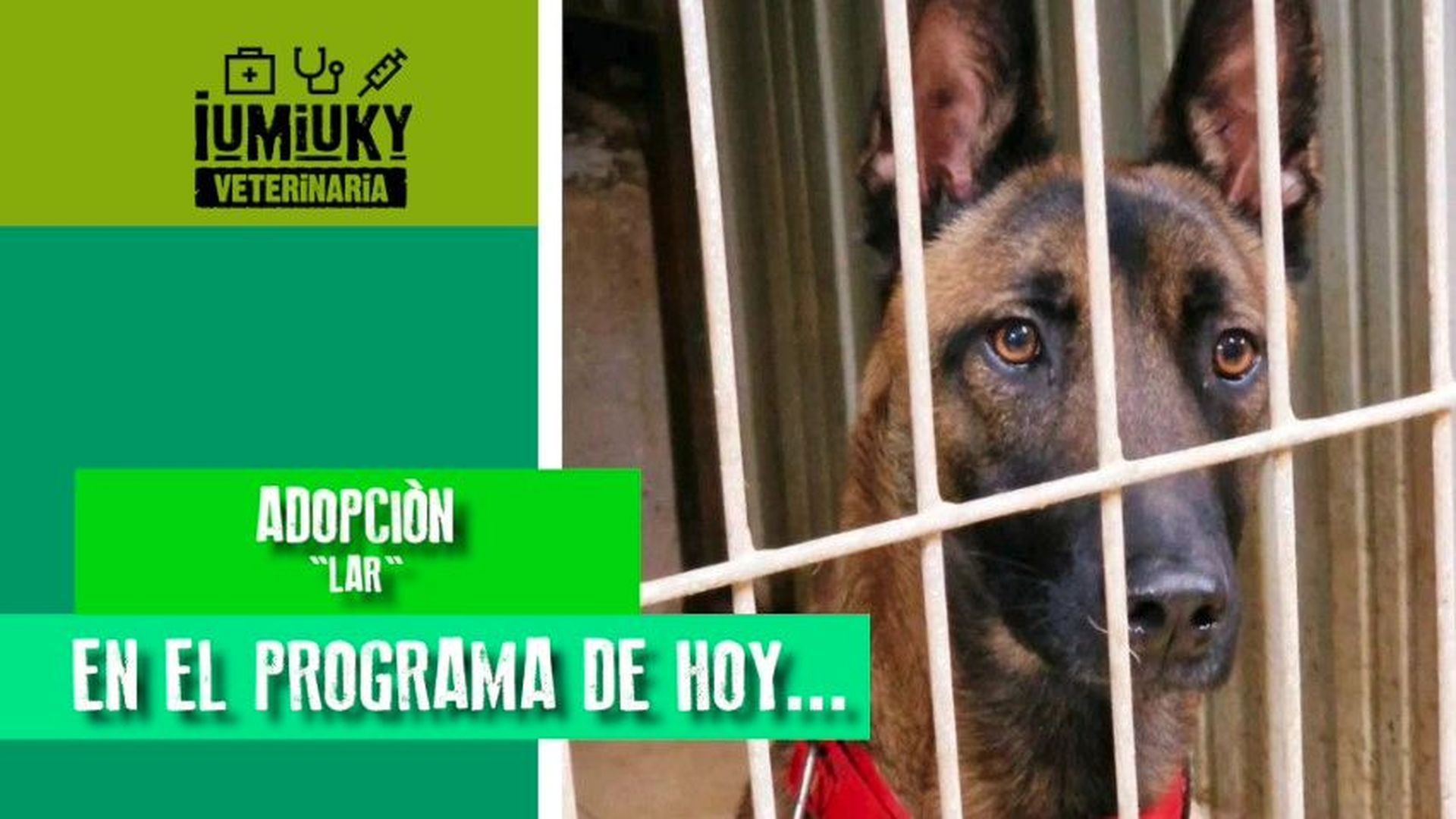IUMIUKY veterinaria y adopción IUMIUKY veterinaria y adopción