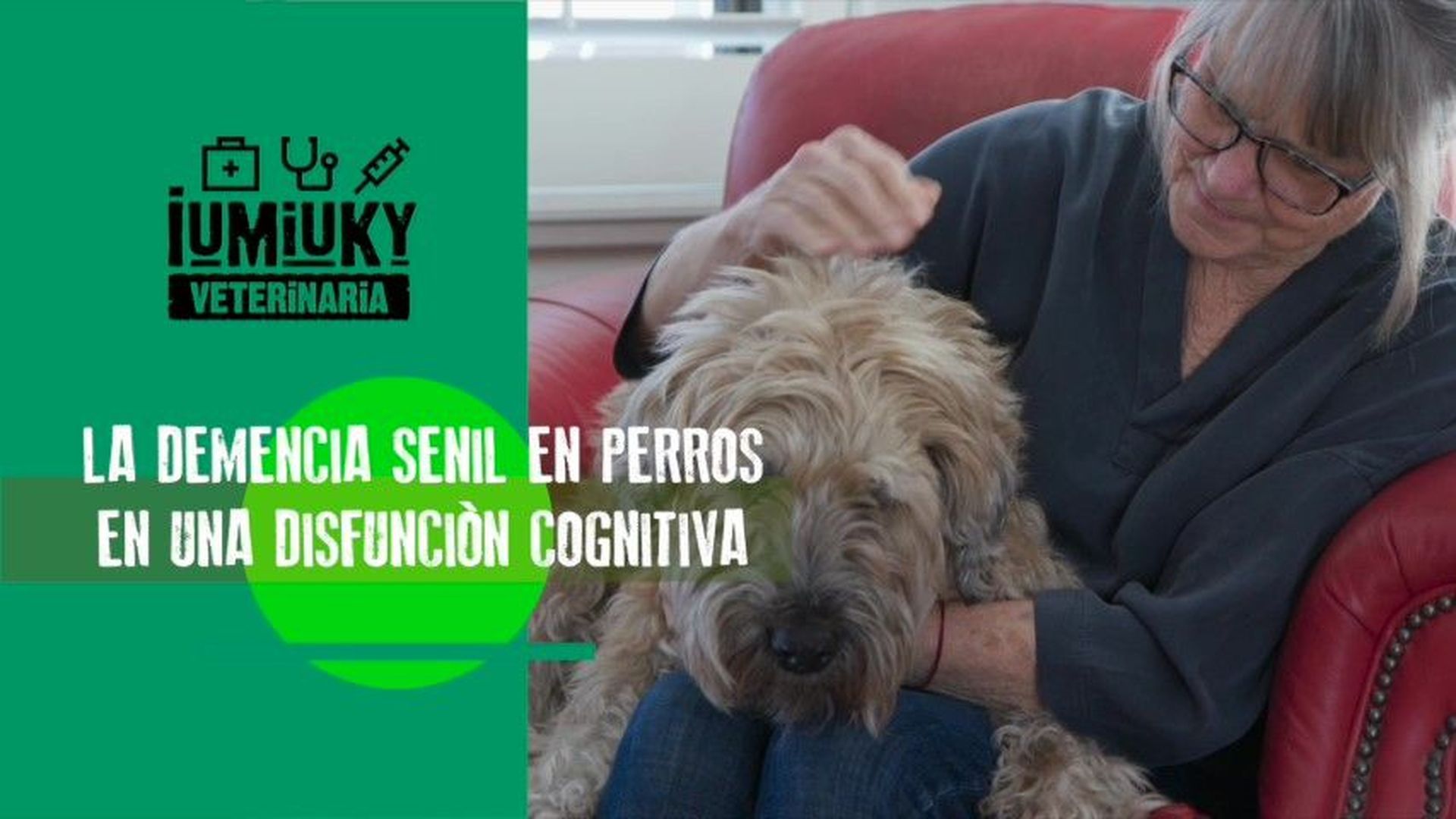 Perros seniles Perros seniles