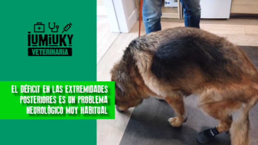 Ver 'IUMIUKY: Veterinaria' (17/12/23), online y completo en Cuatro