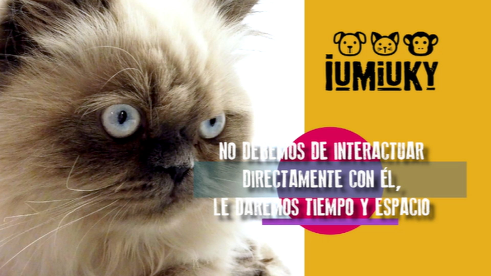Pautas con la llegada de un gato nuevo a casa Pautas con la llegada de un gato nuevo a casa