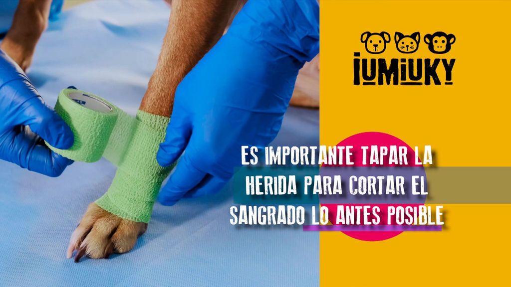 Primeros auxilios básicos Iumiuky Temporada 3 Programa 255