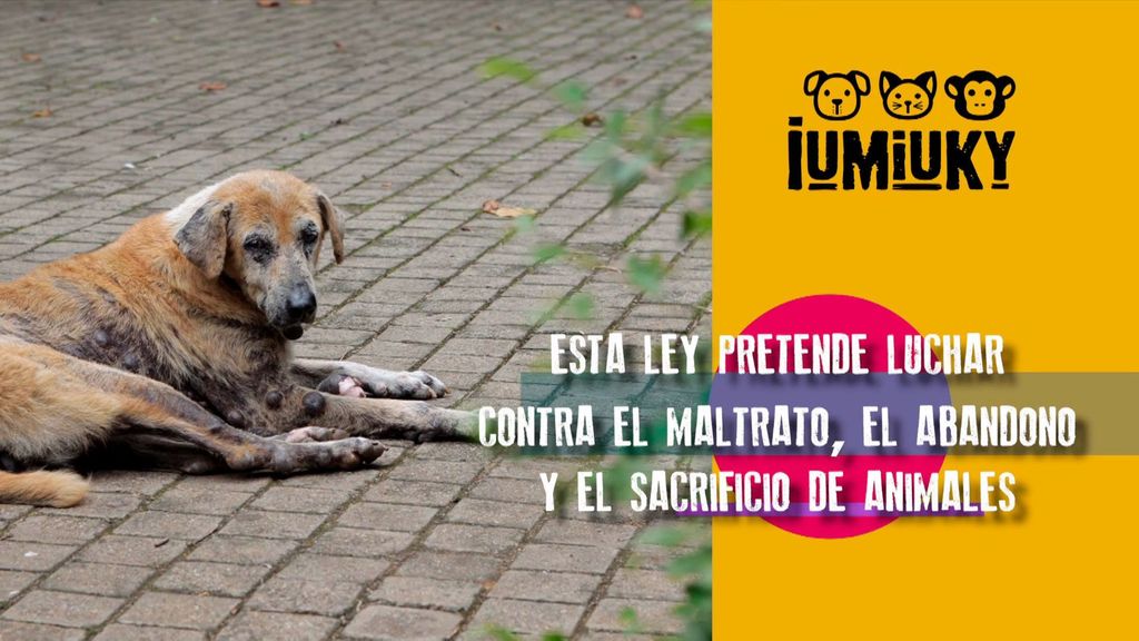 El sacrificio cero y la eutanasia Iumiuky Temporada 3 Programa 259