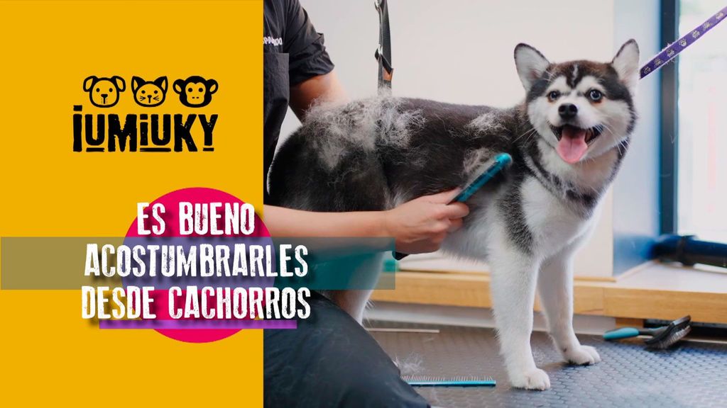 Consejos sobre peluquería Iumiuky Temporada 3 Programa 261
