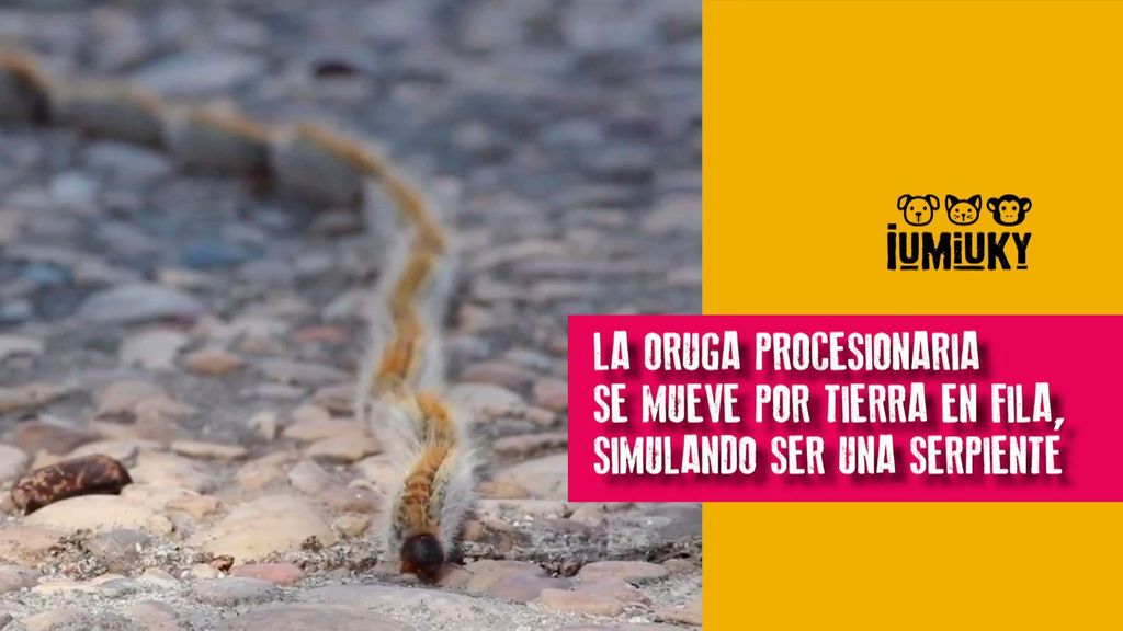 La oruga procesionaria Iumiuky Temporada 3 Programa 264