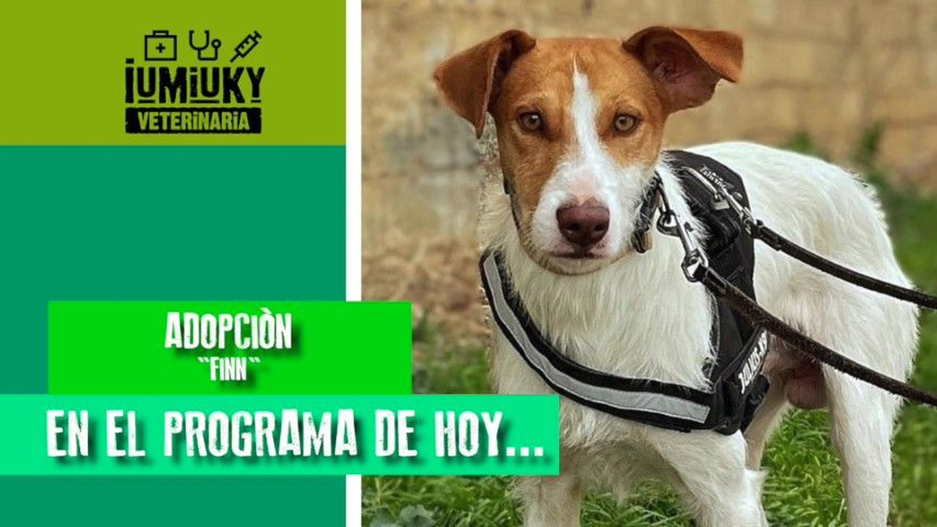 Viajar con mascotas, qué consultar con tu veterinario Viajar con mascotas, qué consultar con tu veterinario