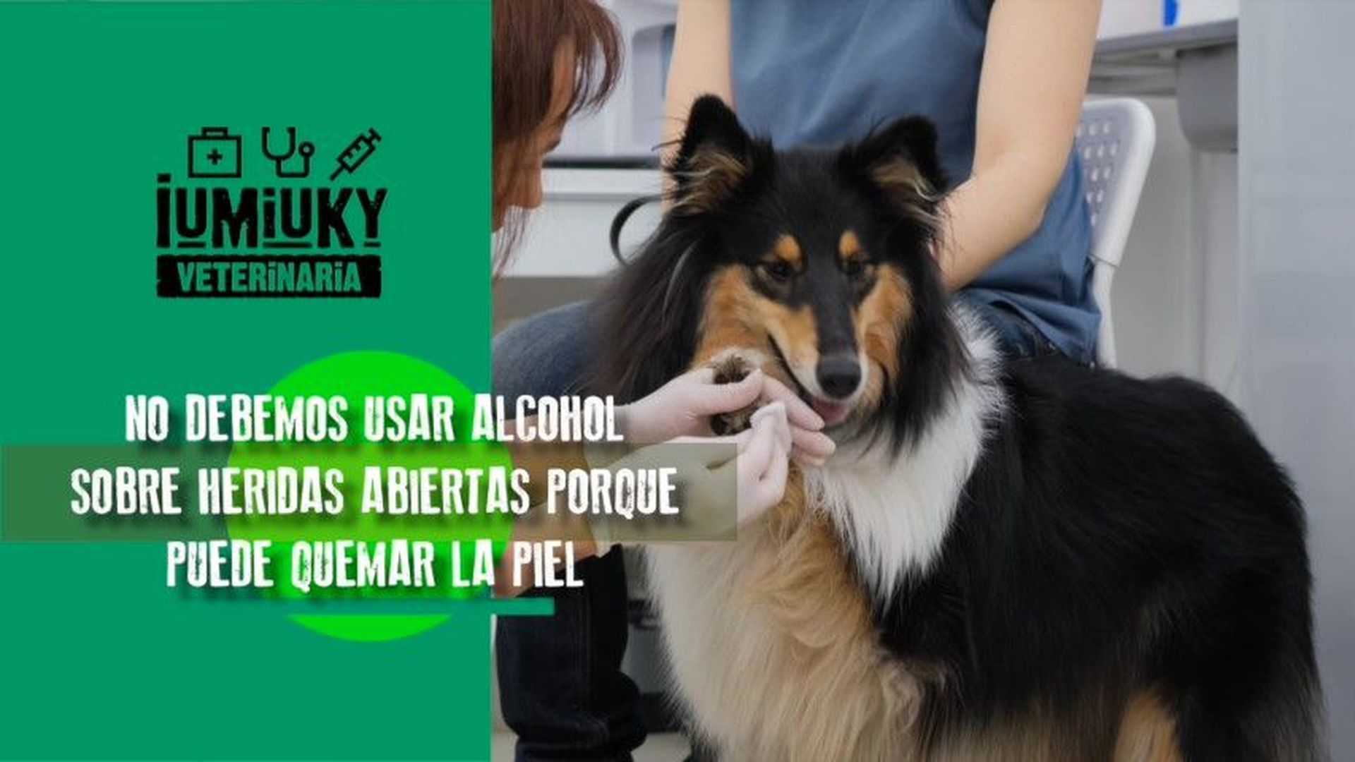 uso de alcohol en las heridas de perros uso de alcohol en las heridas de perros
