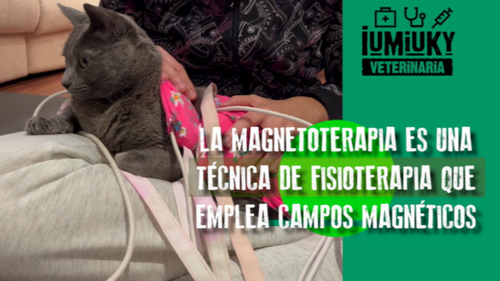 Ver 'IUMIUKY: Veterinaria' (19/11/23), online y completo en Cuatro