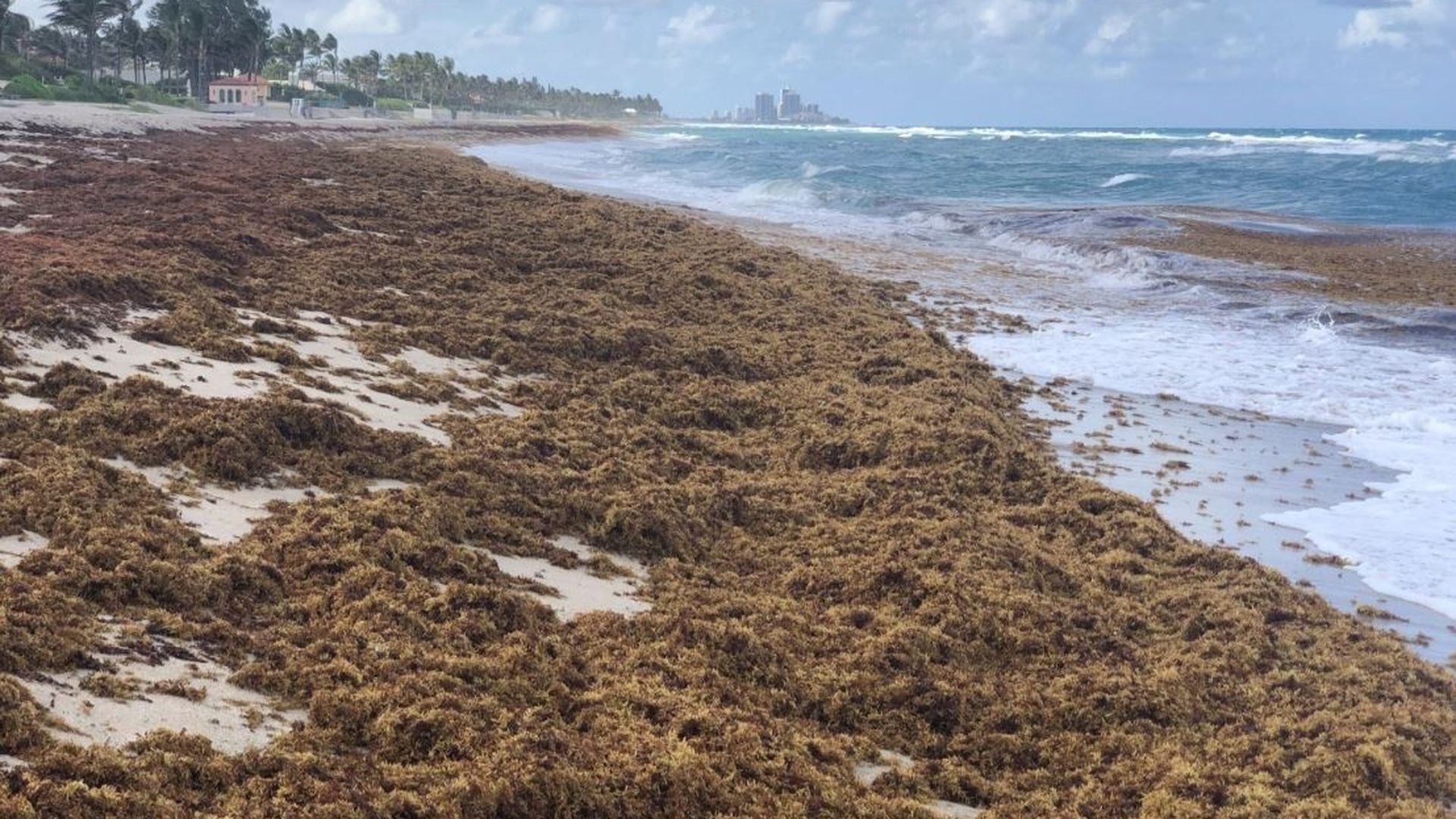 Mar de Sargazos en el Triángulo de las Bermudas