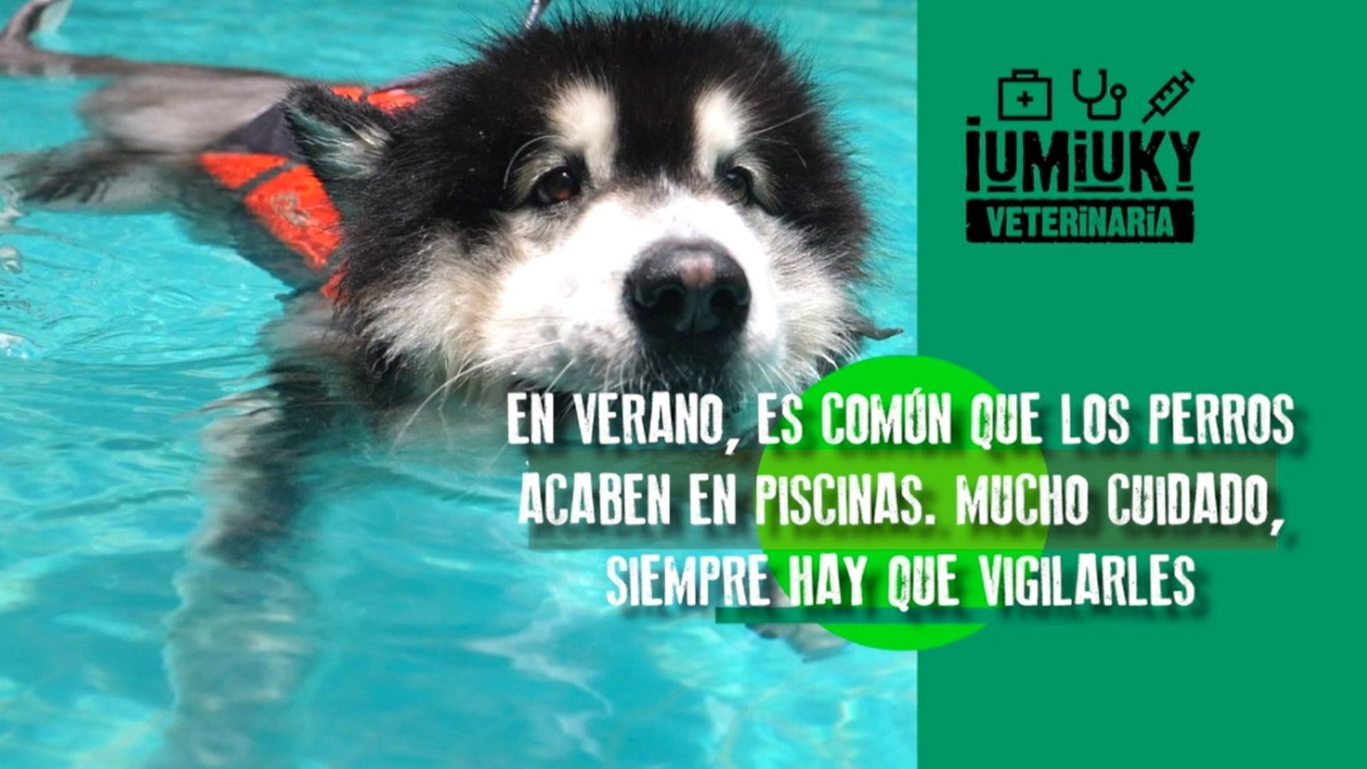 Primeros auxilios para ahogamiento de perros Primeros auxilios para ahogamiento de perros
