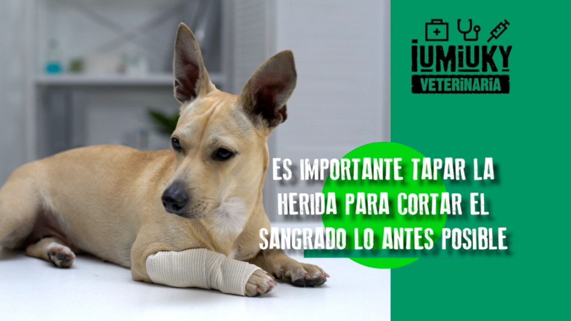 Perro con una herida sangrante Perro con una herida sangrante