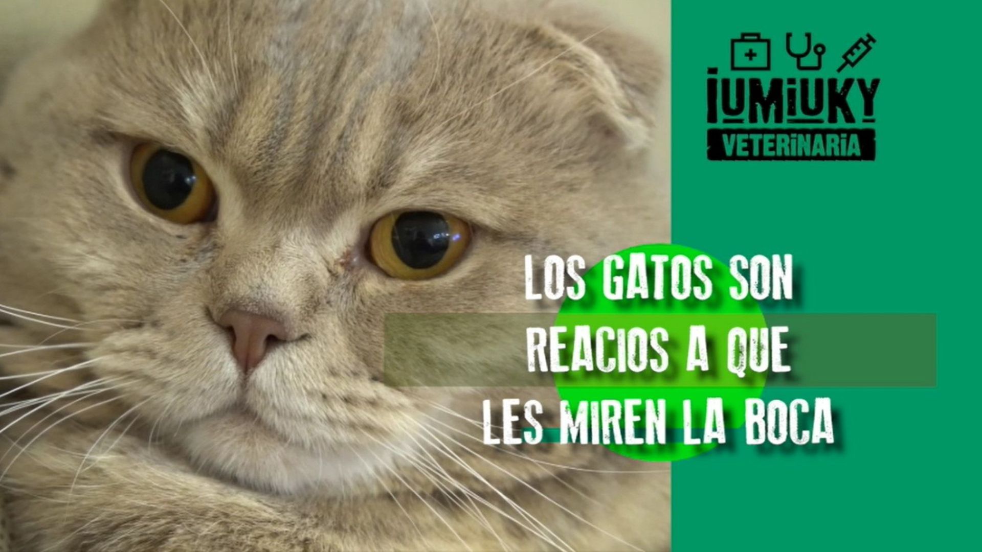 Gingivoestomatitis en gatos Gingivoestomatitis en gatos