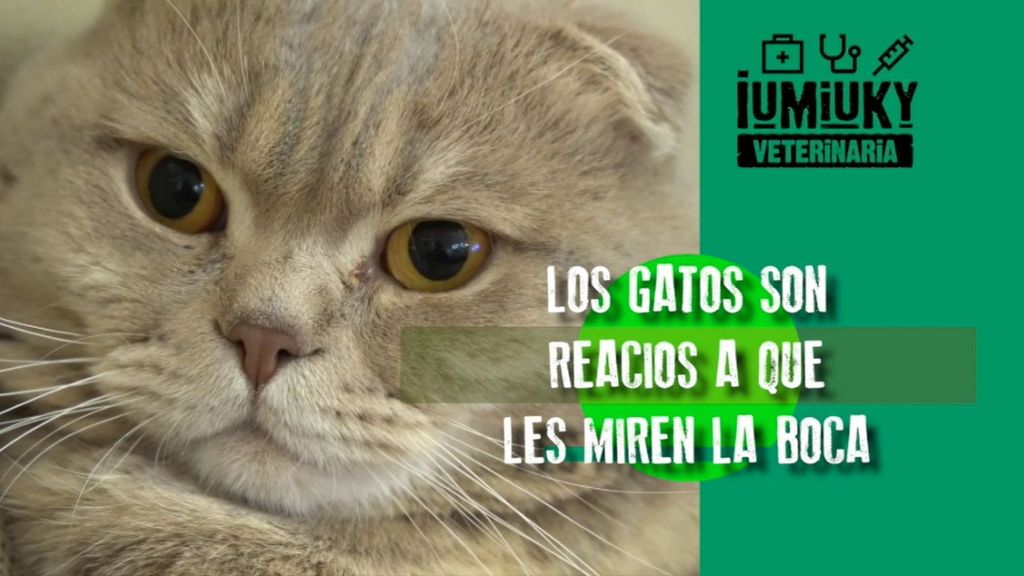 IUMIUKY VETERINARIA - Programa 134