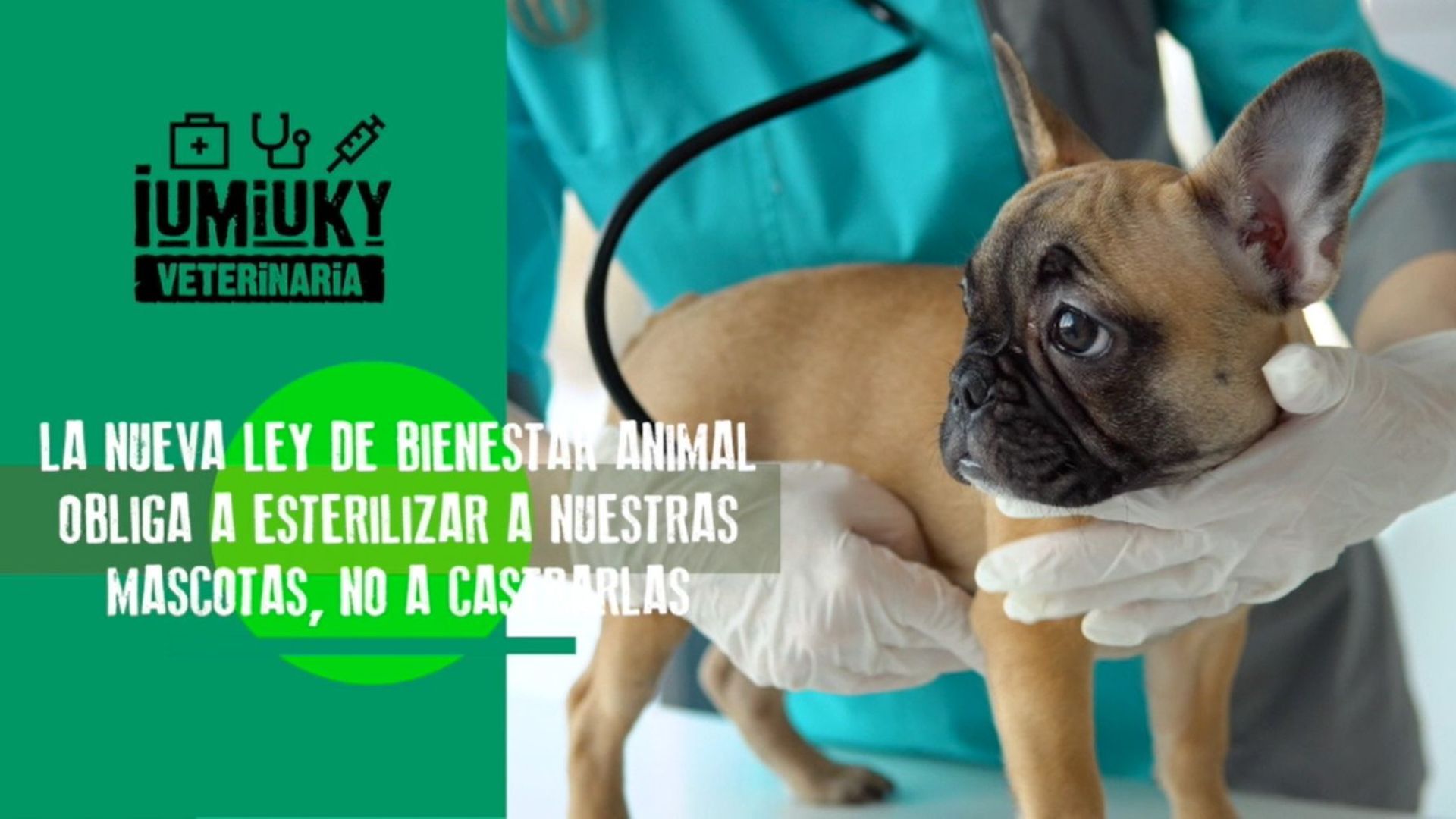fisioterapia en perros fisioterapia en perros