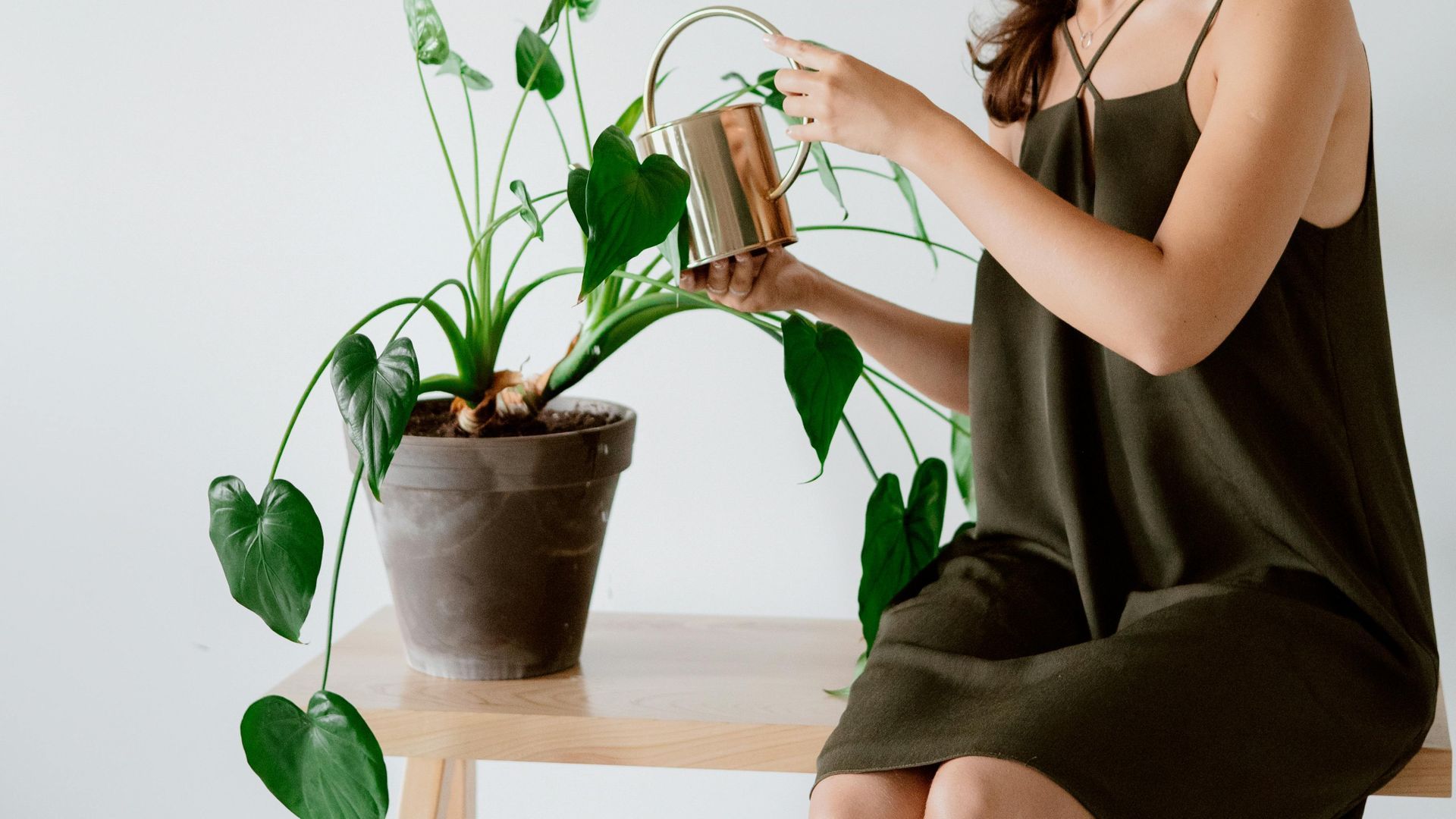 El abono casero perfecto para tus plantas