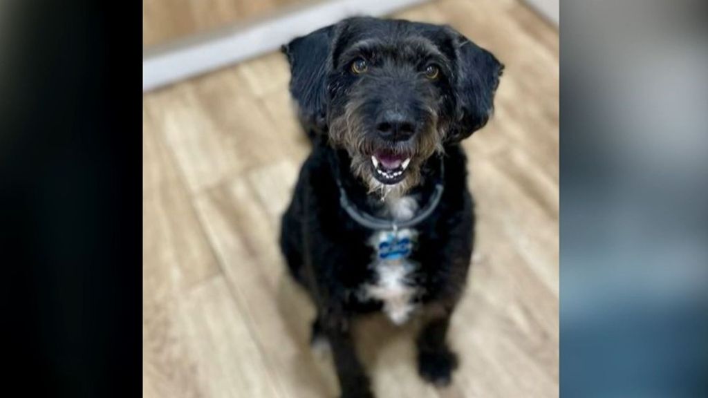 ¿Dónde está Boro, un perro desaparecido que viajaba con su dueña en uno de los trenes accidentados