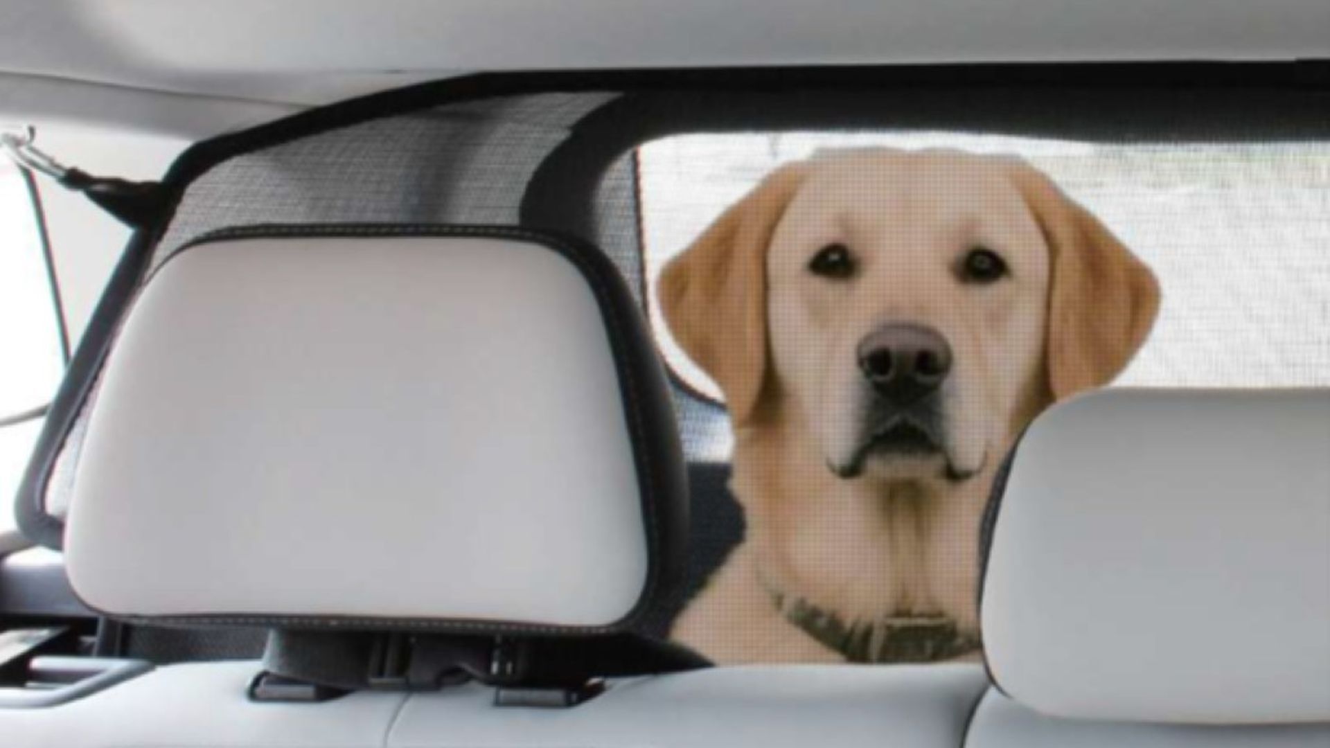 El Jaecoo 5 y los animales