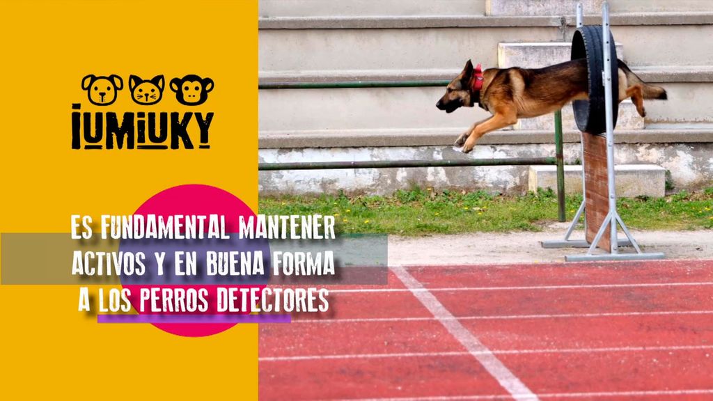 P303 - Los perros de detección Iumiuky Temporada 3 Programa 303