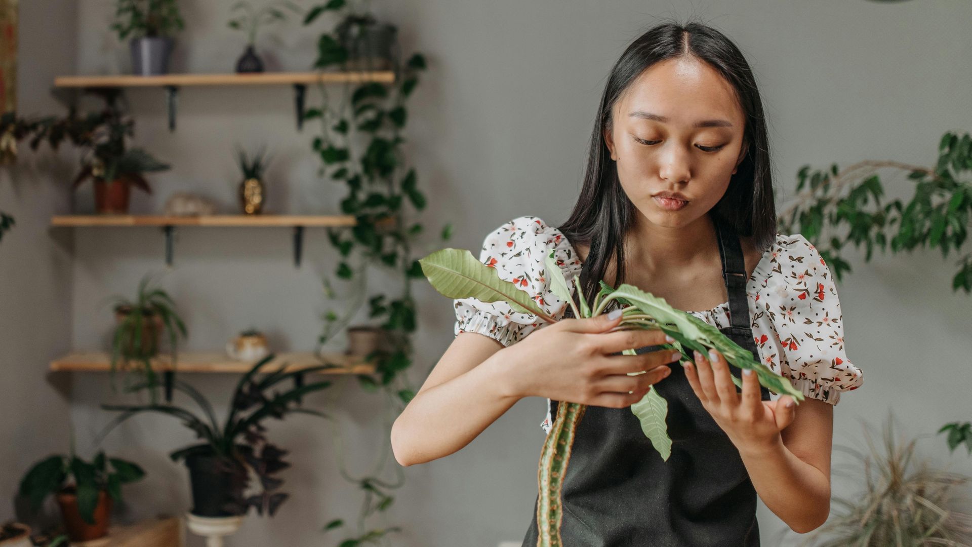 Remedios para eliminar hormigas Remedios para eliminar hormigas