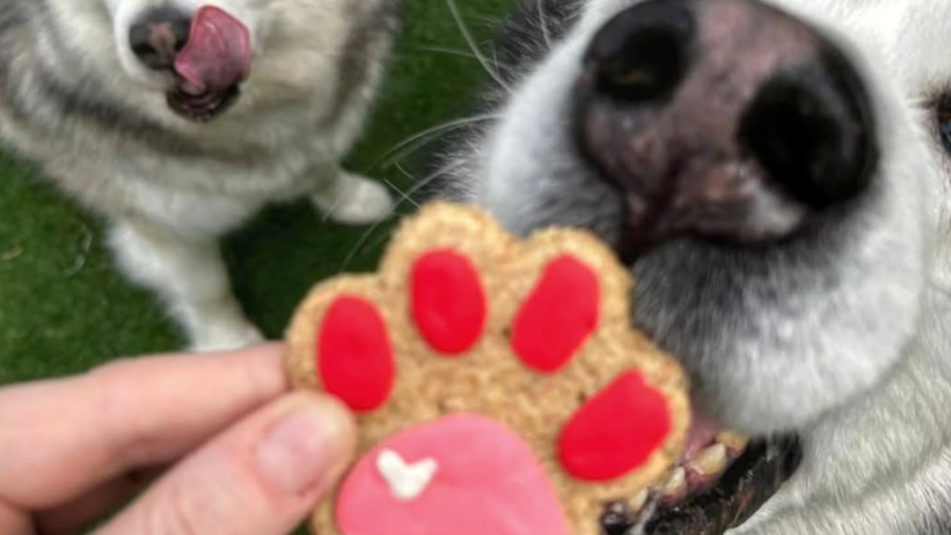 Unos perros esperan su galleta de 'Miguitas'