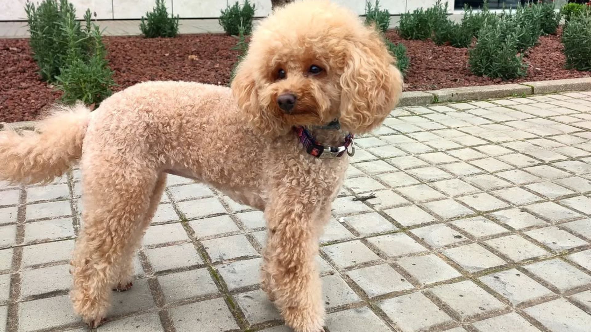 Chloe, la caniche perdida