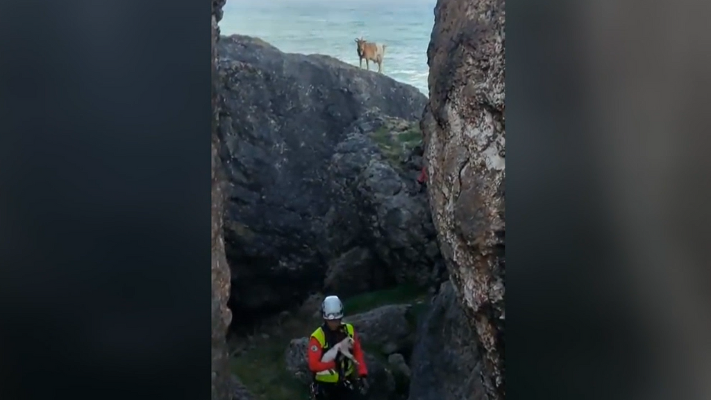 Los bomberos rescatan a dos cabras en un acantilado de Cantabria