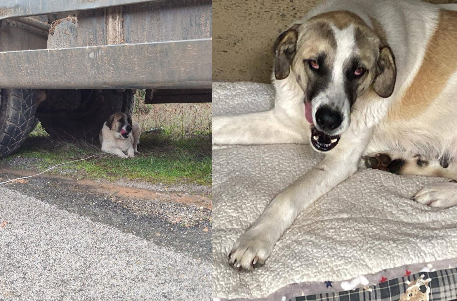 Niebla, la perra que han rescatado mientras se buscaba al pequeño Boro