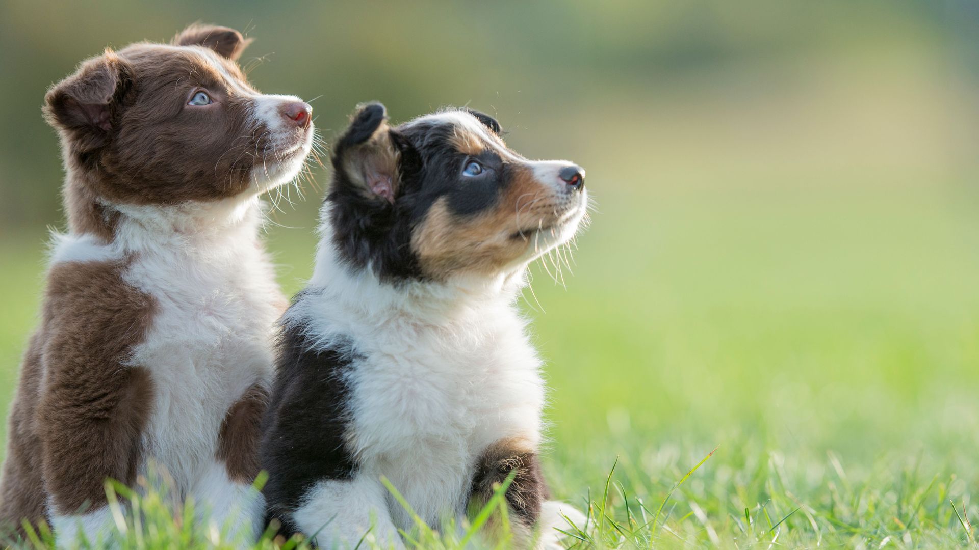 Cómo adiestrar a los cachorros