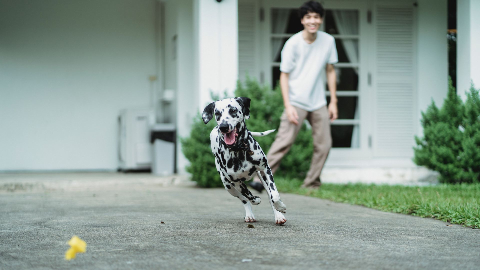 El adiestramiento ayuda a mejorar la relación con tu perro