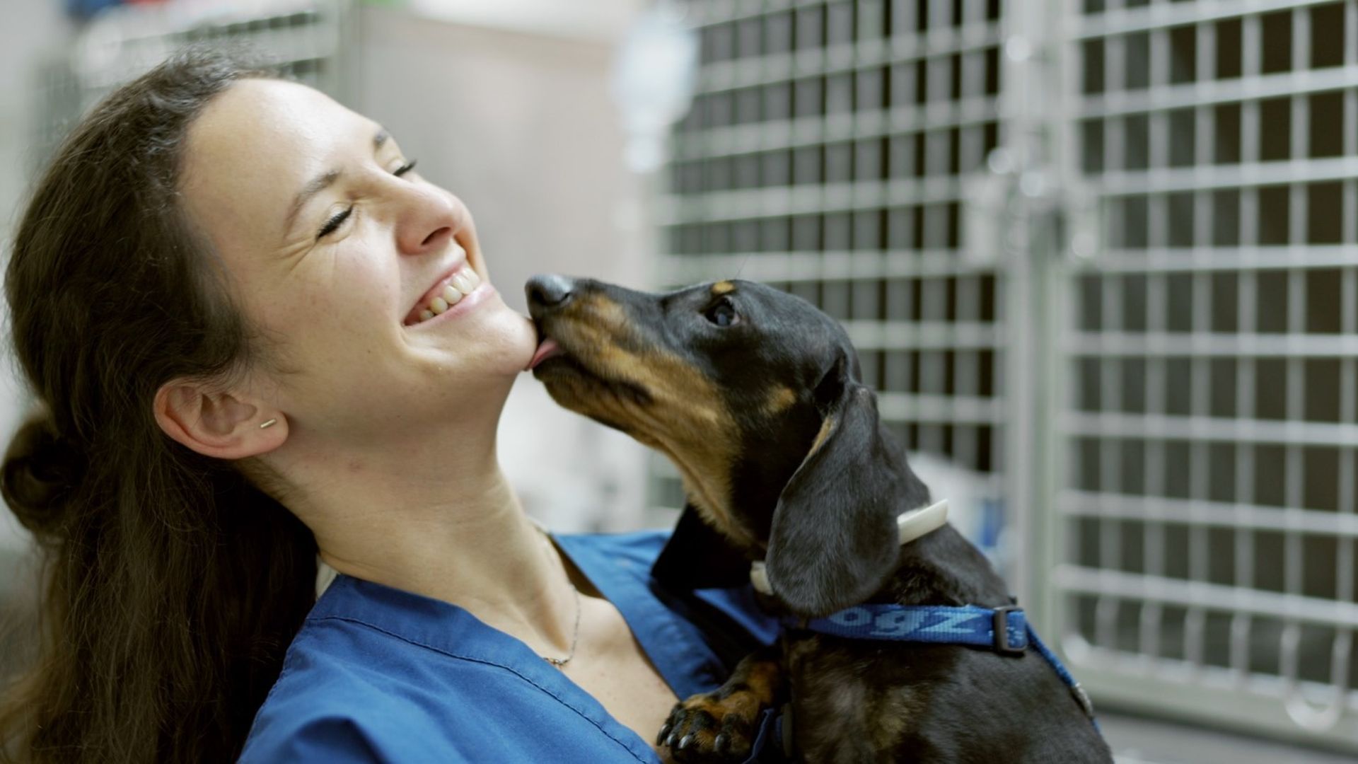 Iumiuky Curso auxiliar veterinaria Iumiuky Curso auxiliar veterinaria