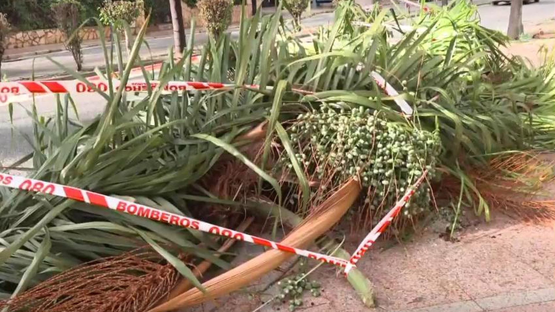Muere una mujer al caerle encima una palmera por el fuerte viento en Torremolinos, Málaga Muere una mujer al caerle encima una palmera por el fuerte viento en Torremolinos, Málaga