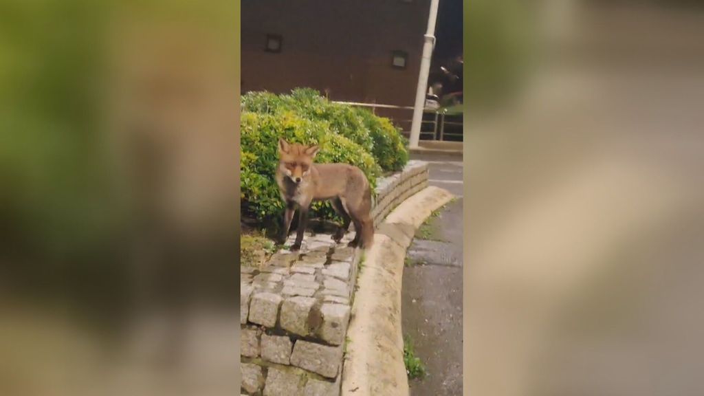 Graban a un pequeño zorro paseándose por A Coruña