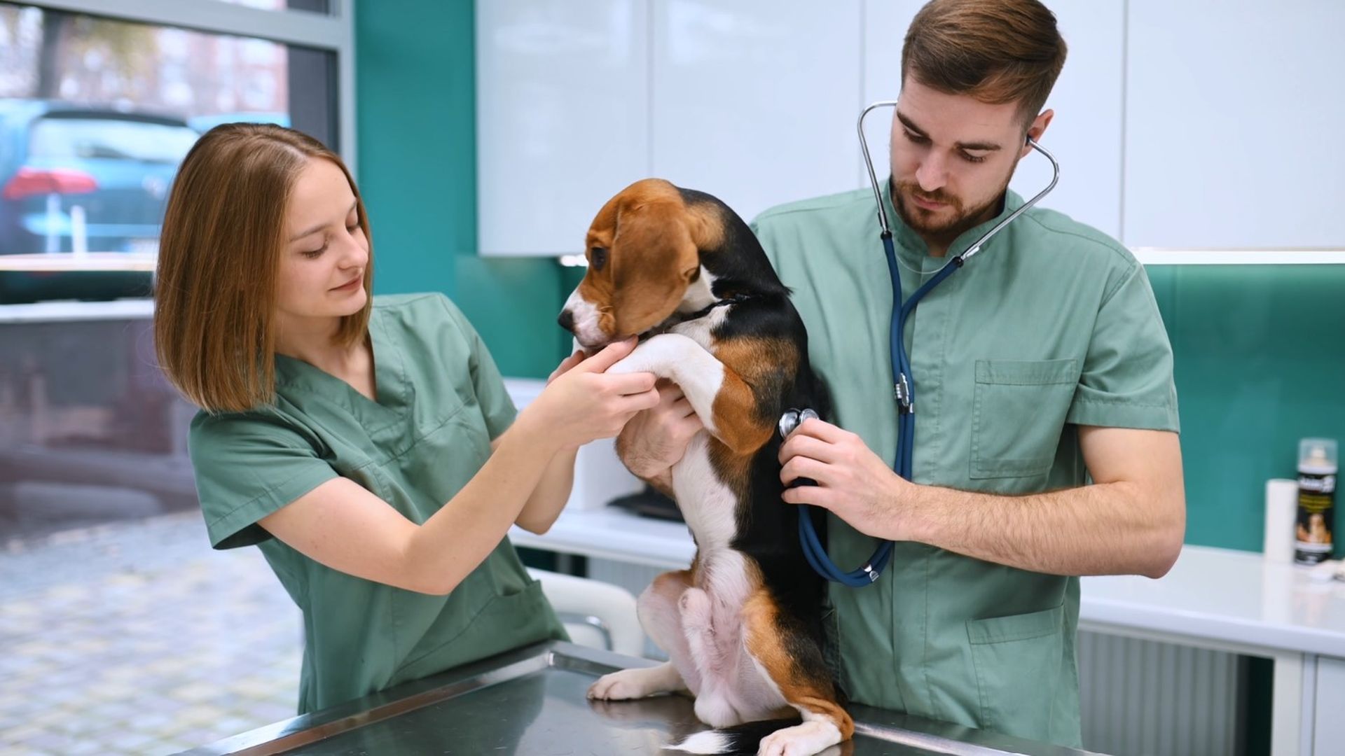 iumiuky curso auxiliar veterinaria iumiuky curso auxiliar veterinaria