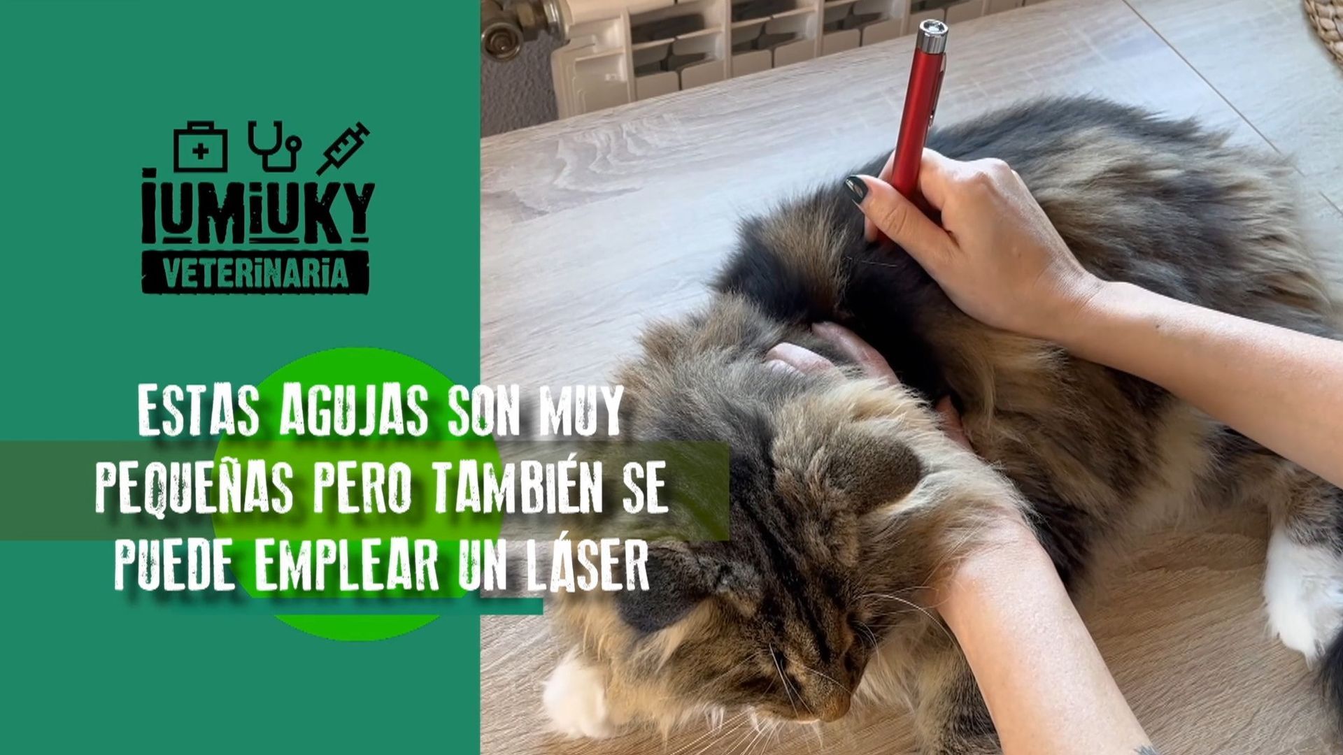 iumiuky veterinaria acupuntura en animales iumiuky veterinaria acupuntura en animales