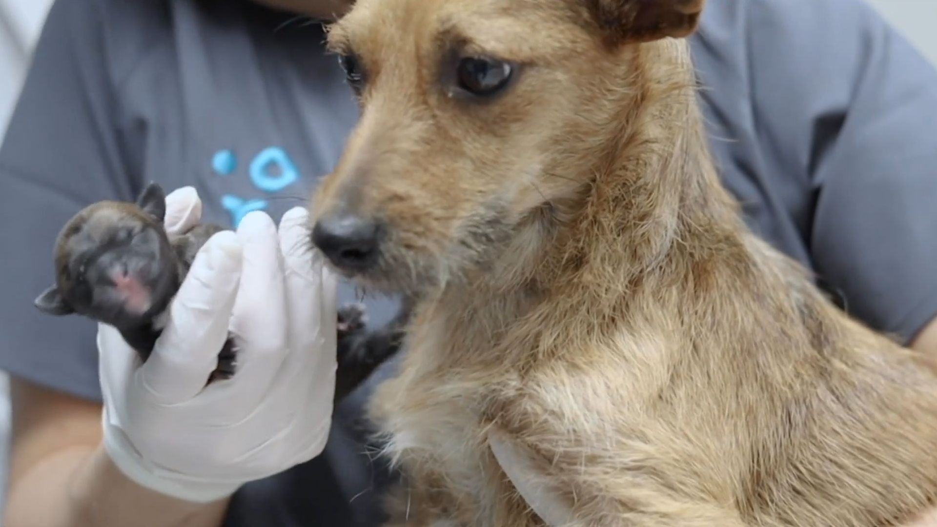 iumiuky veterinaria cesárea tras un parto múltiple iumiuky veterinaria cesárea tras un parto múltiple