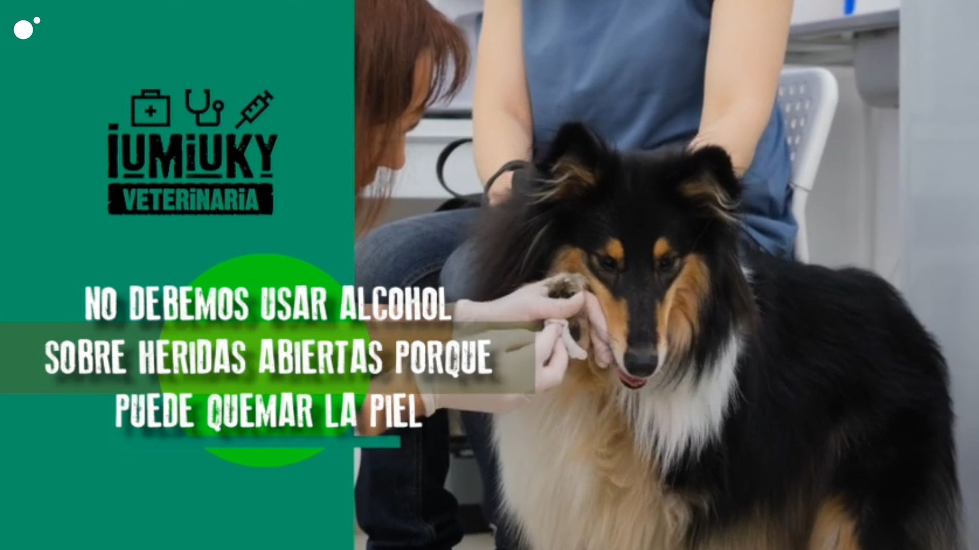 iumiuky veterinaria heridas importantes en animales iumiuky veterinaria heridas importantes en animales