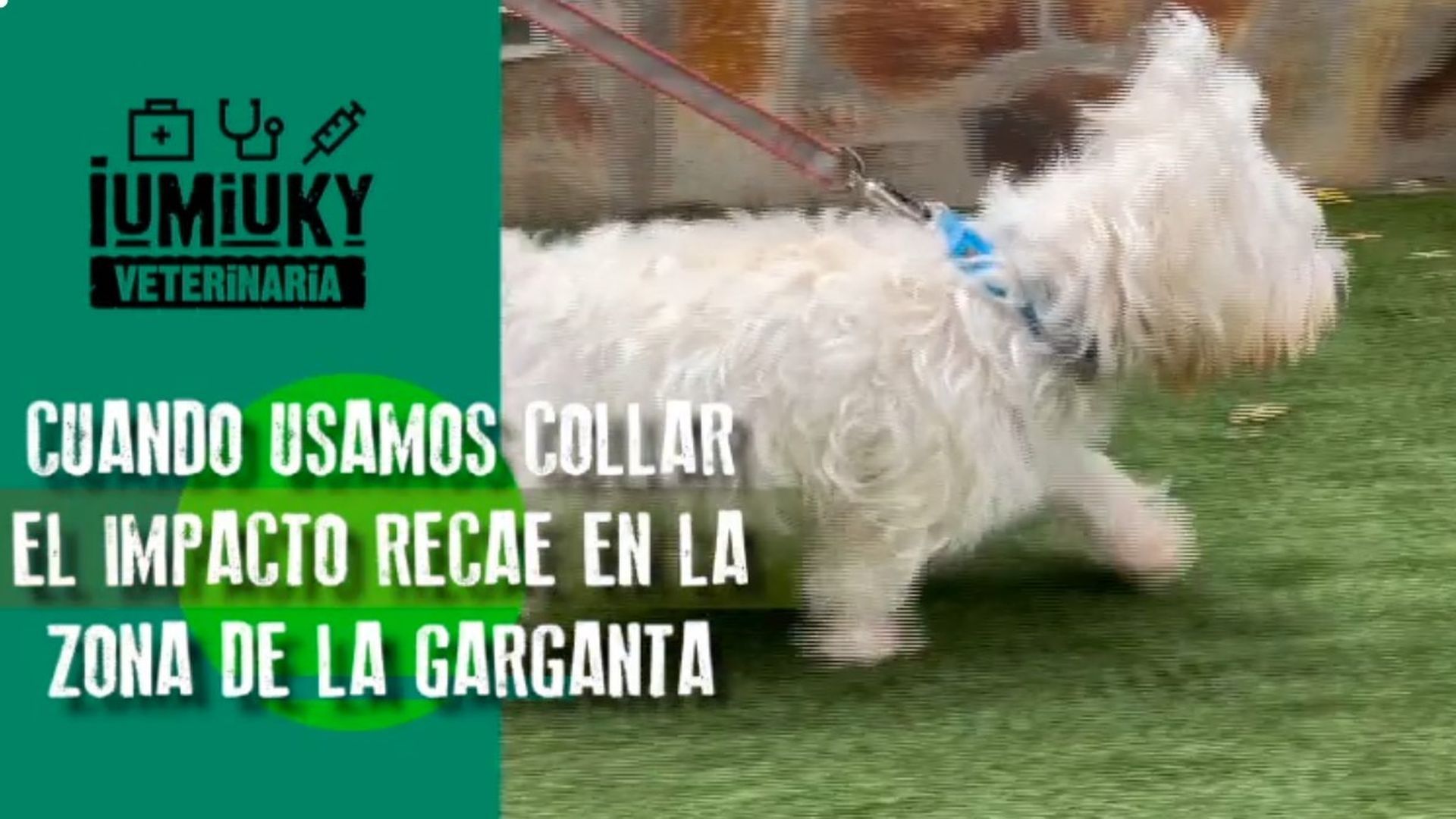 iumiuky veterinaria qué tipo de collar elegir para el perro iumiuky veterinaria qué tipo de collar elegir para el perro