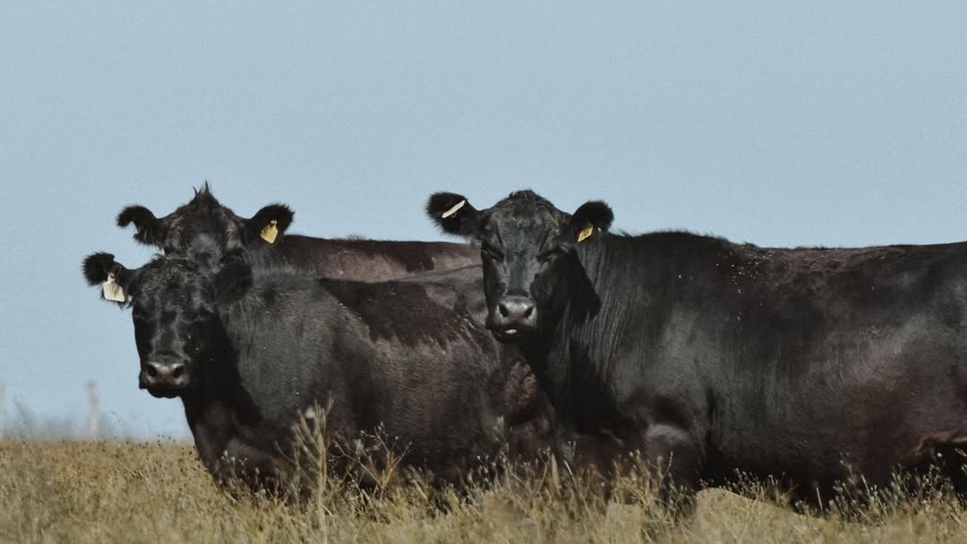 Sus novillos angus pastando en La Pampa