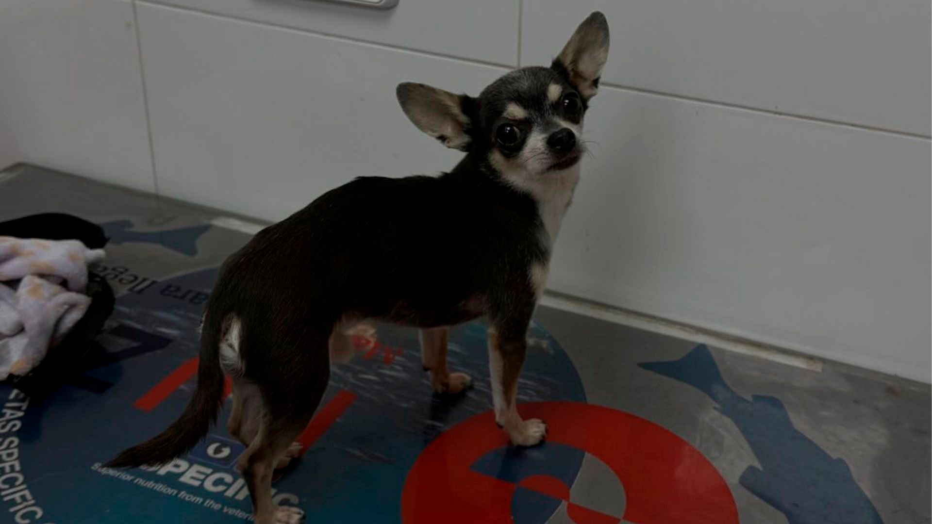 Sitch, el perro de Naomi Asensi, en el veterinario