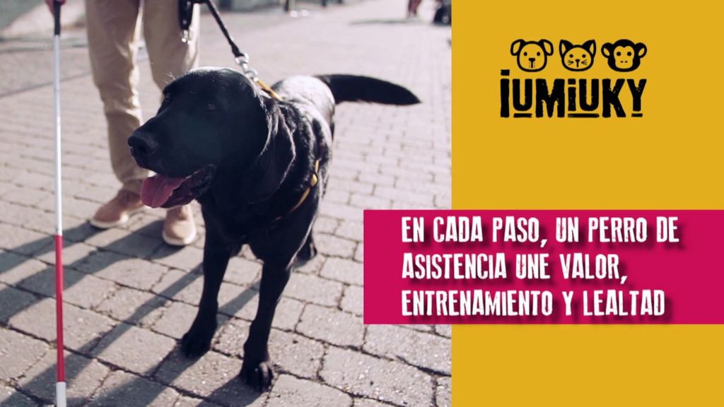 P304 - Perros de servicio Iumiuky Temporada 3 Programa 304